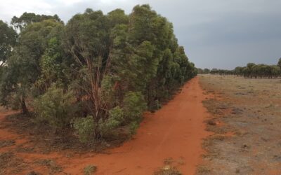 Carbon Estate Project – Murrin Bridge Local Aboriginal Land Council