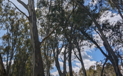 Carbon Insetting – Tahbilk Winery