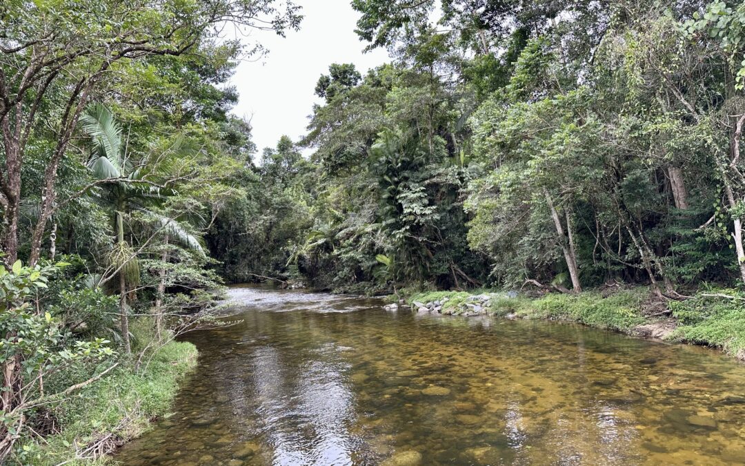 Wet Tropics rainforest restoration project secures CO2 Australia’s fourth Environmental Account under the Accounting for Nature® Framework